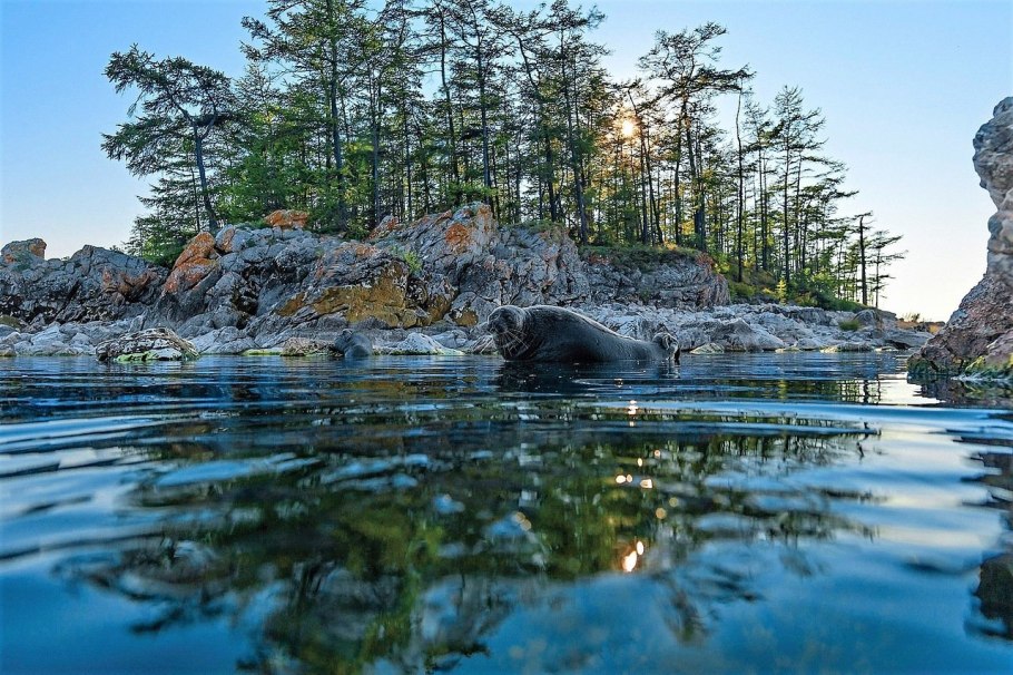 Озеро Линево Красноярский край кувшинки