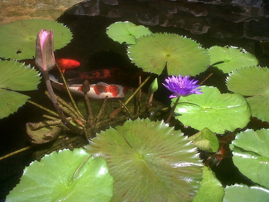 Рубское озеро кувшинки