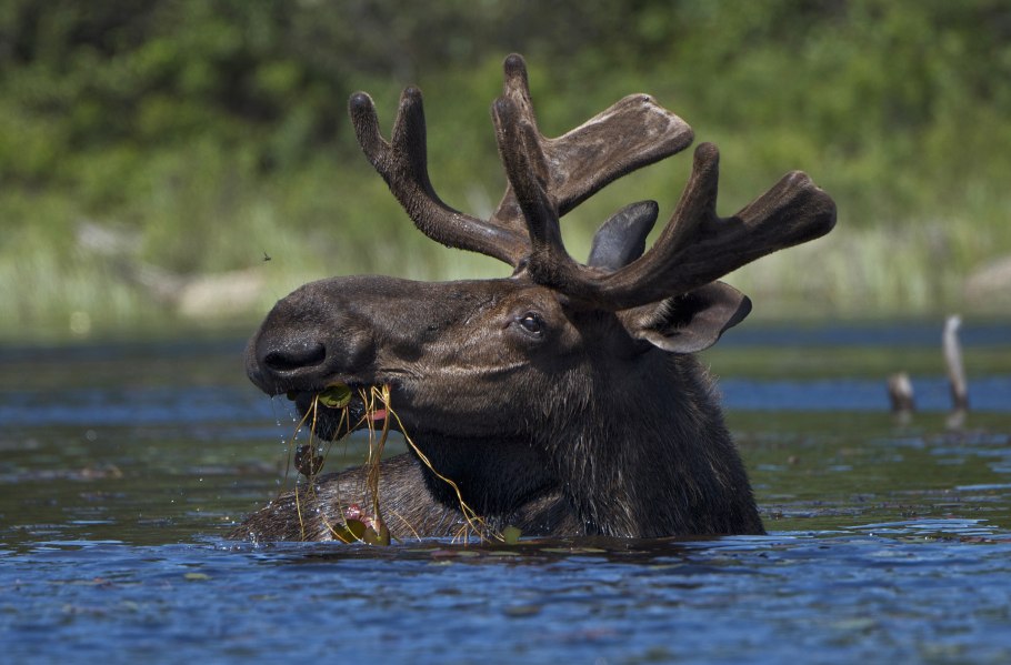 Биологическое загрязнение воды