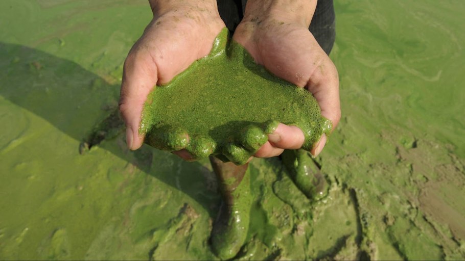 Кувшинка желтая