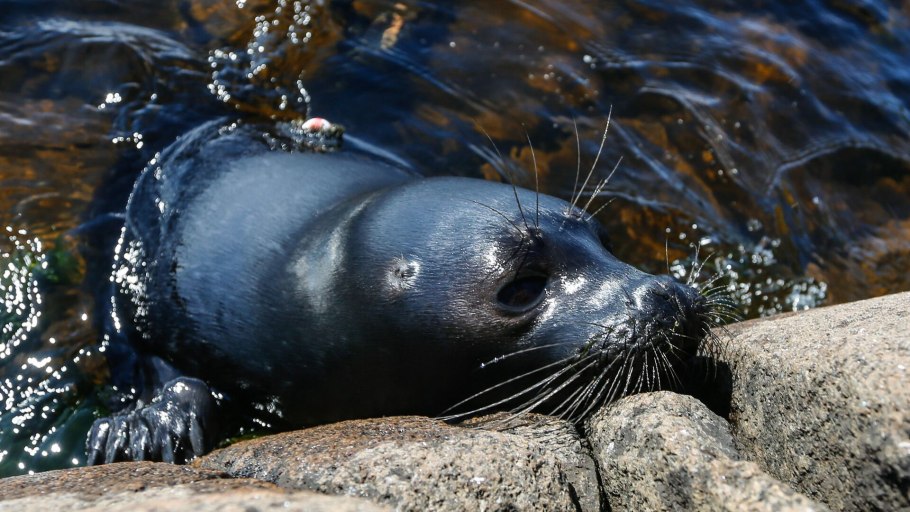 Нерпы Ладожского озера