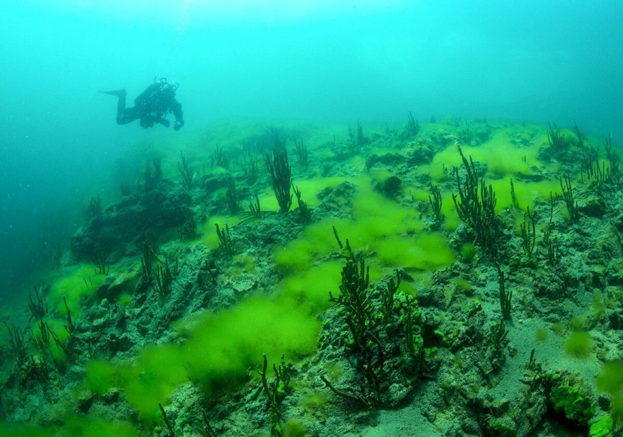 Болотная водоросль спирогира