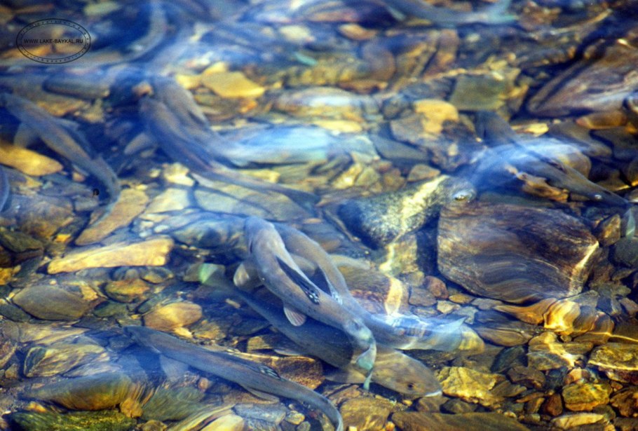 Эйхорния Водный гиацинт