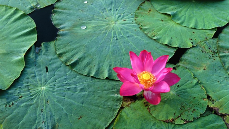 Кувшинка четырехгранная (Nymphaea Tetragona)