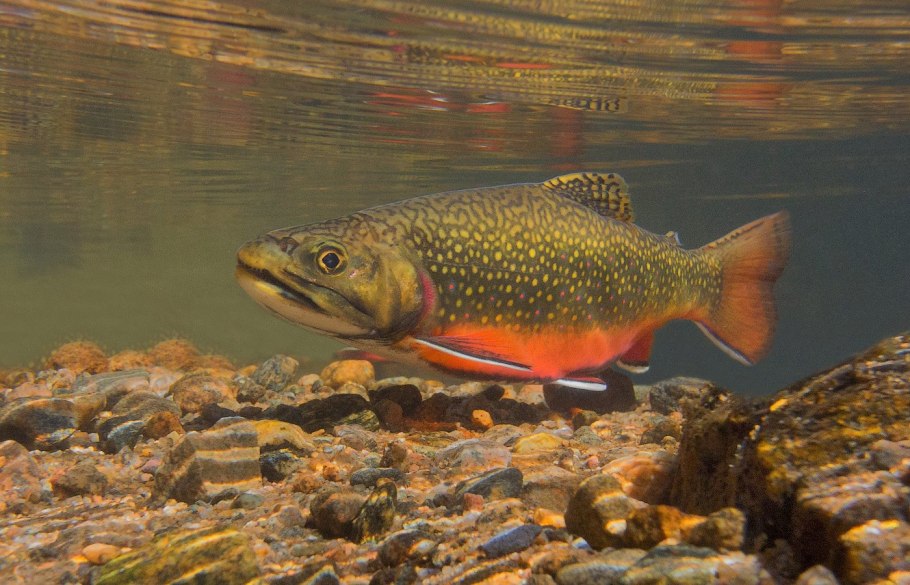 Хлорелла цианобактерии