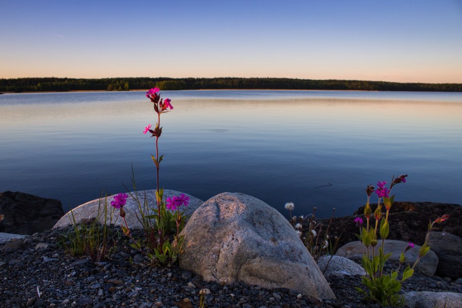 Кувшинки цветут в Слюдянке