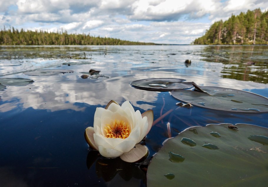 Ладожские шхеры Флора