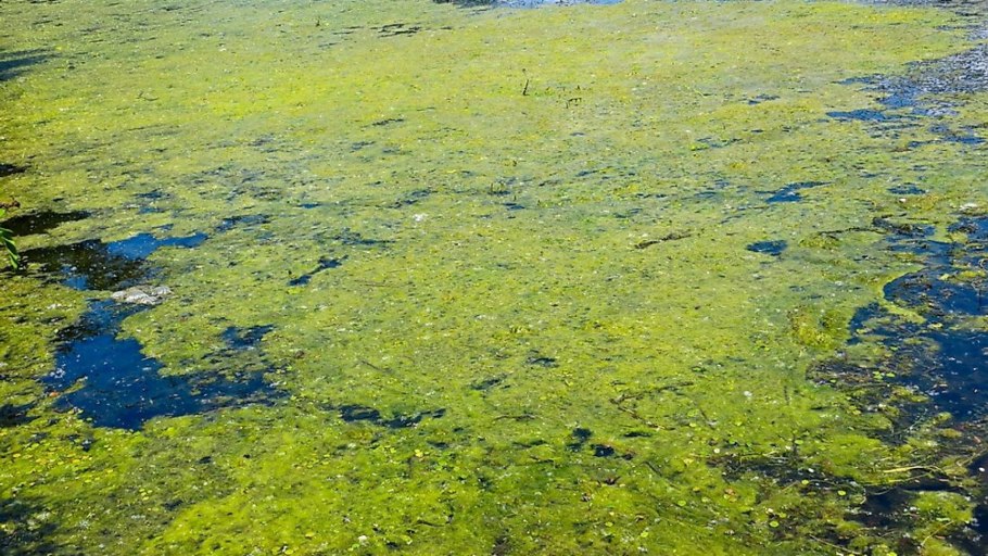 Синезелёные водоросли в Ладожском озере