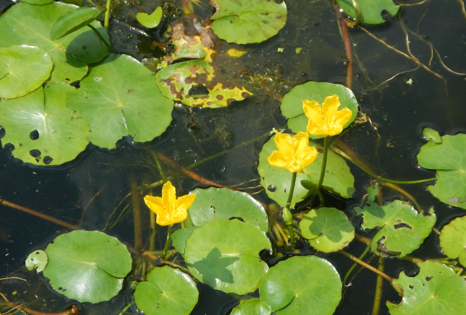 Бутон кувшинки закрытый