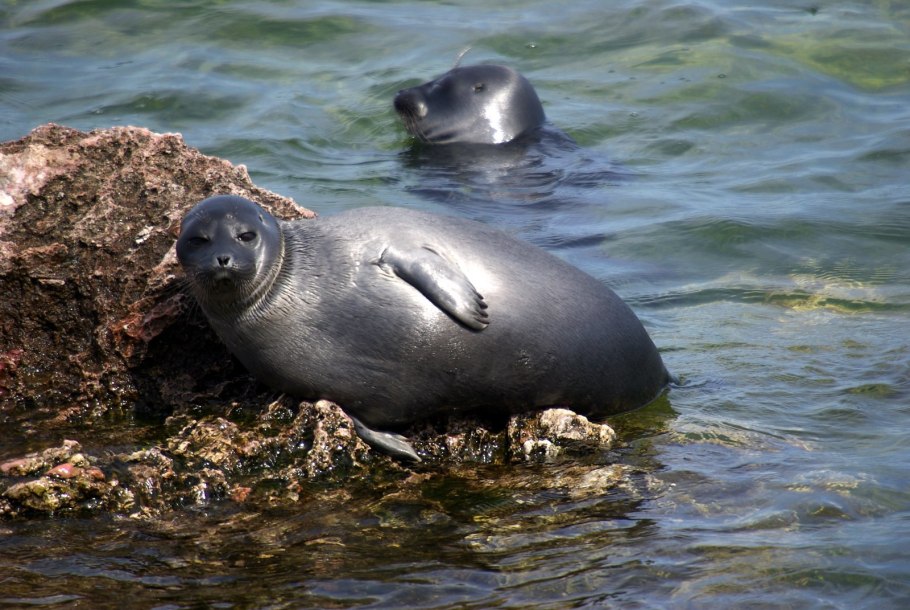 Рыбы в Озерах