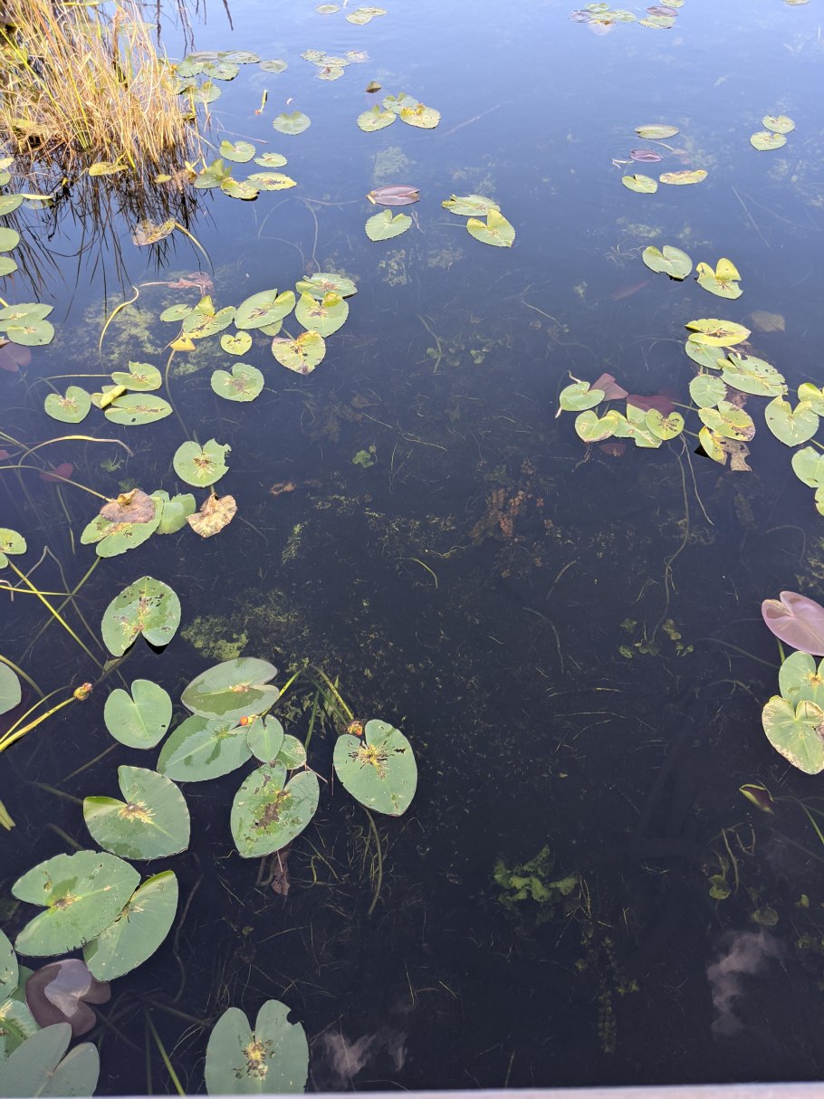 Озеро селигер кувшинки