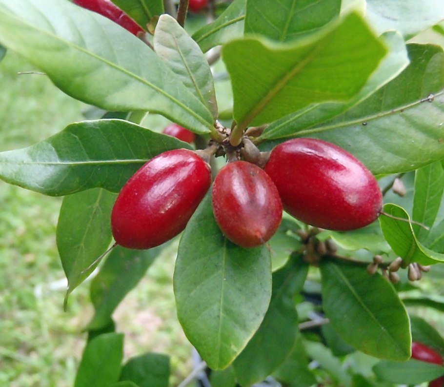 Опунция груша