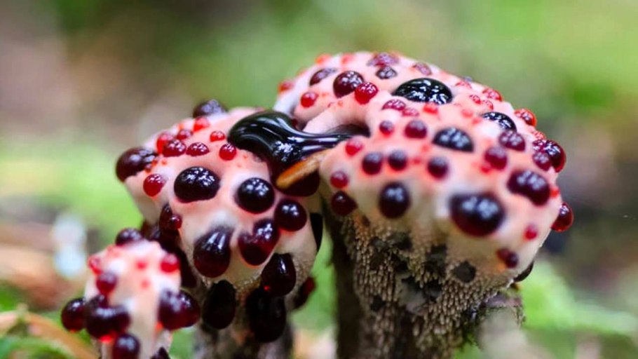 Нара (Акантосициос ощетиненный)