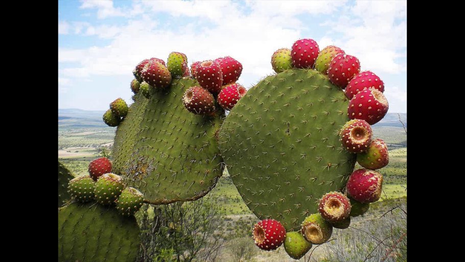 Восковница (Myrica)