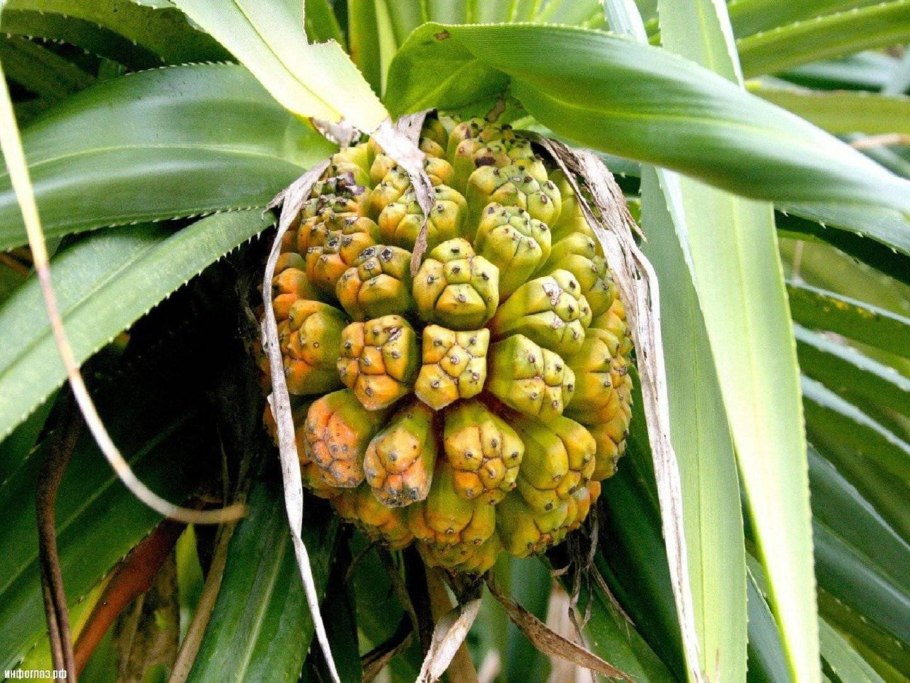 Зараженная маниока