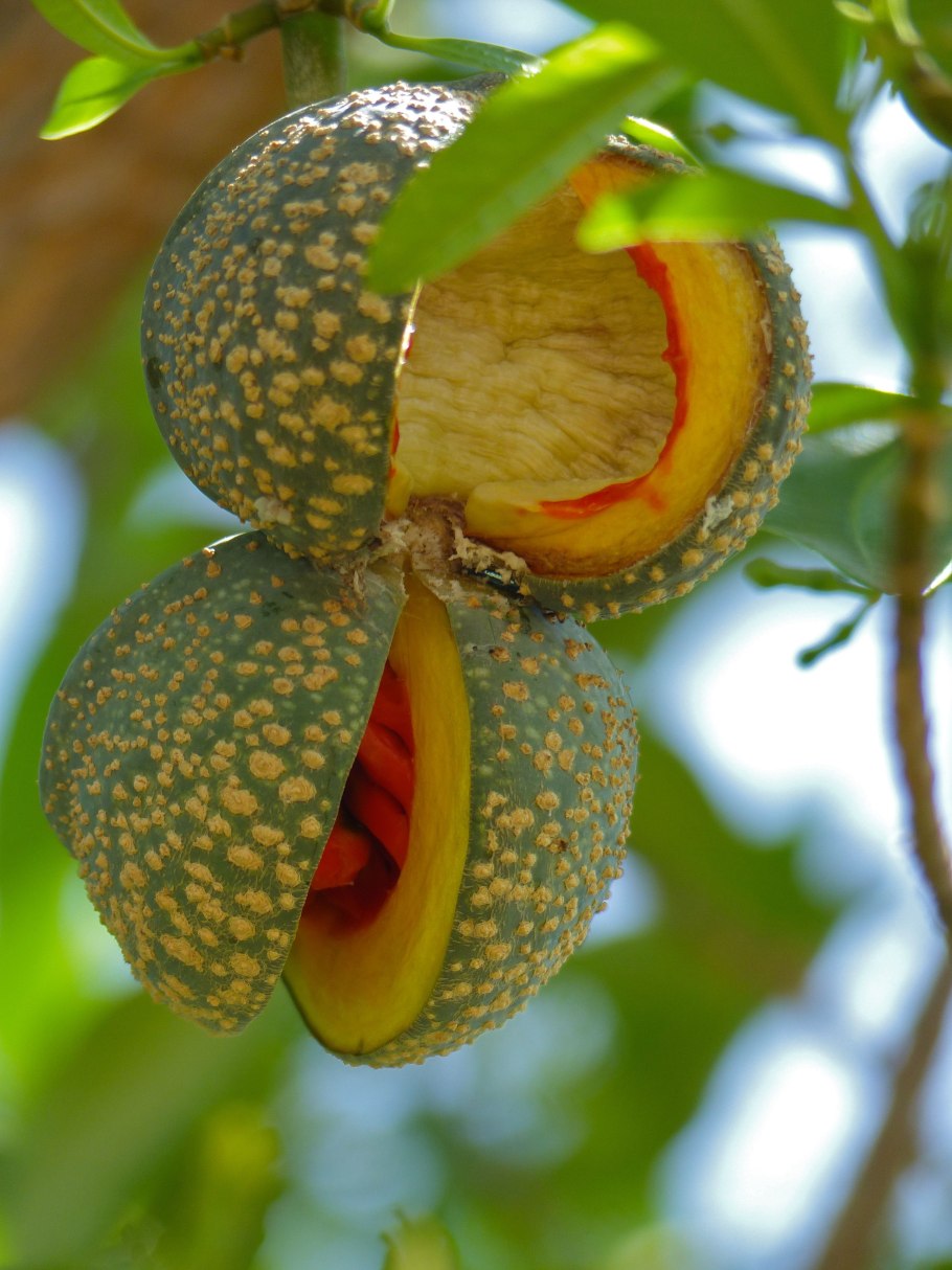 Архипелаг Сокотра