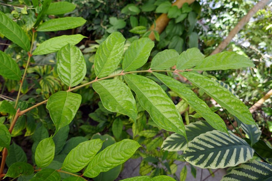 Панданус канделябровидный