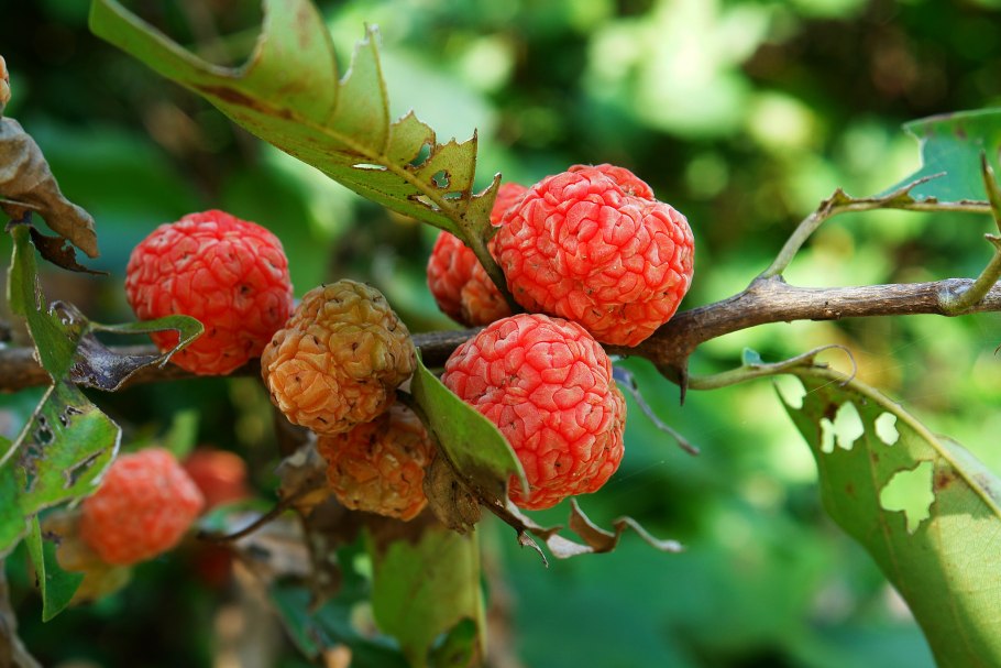 Кивано Африканский огурец