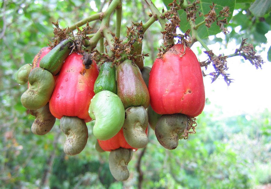 Synsepalum dulcificum