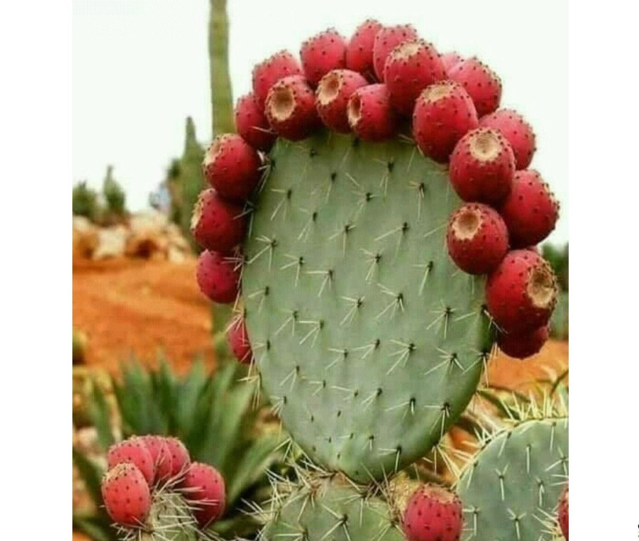 Цветущий Кактус опунция