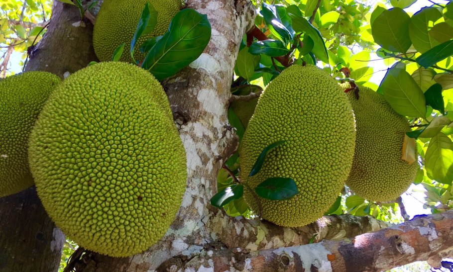 Банановая Пальма в Сочи