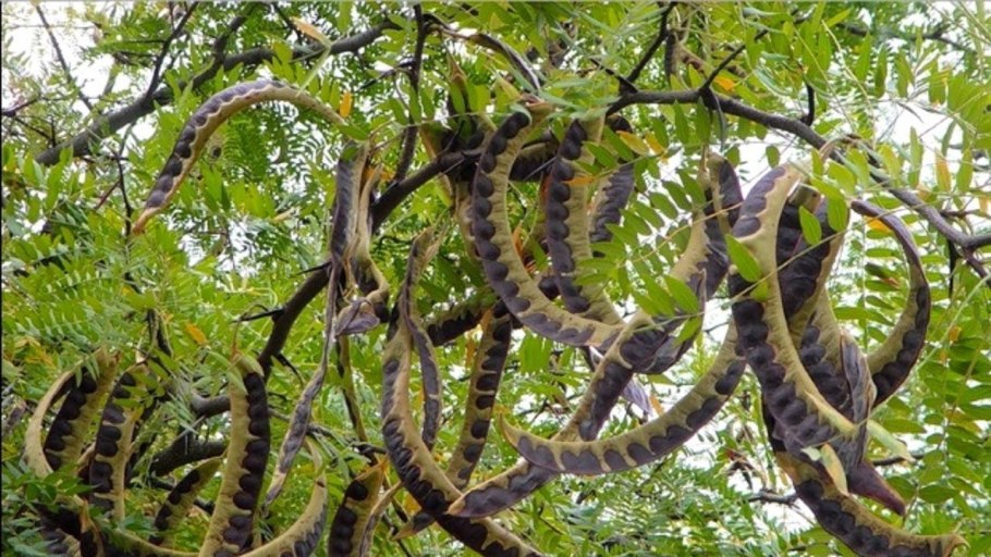 Пандан плод