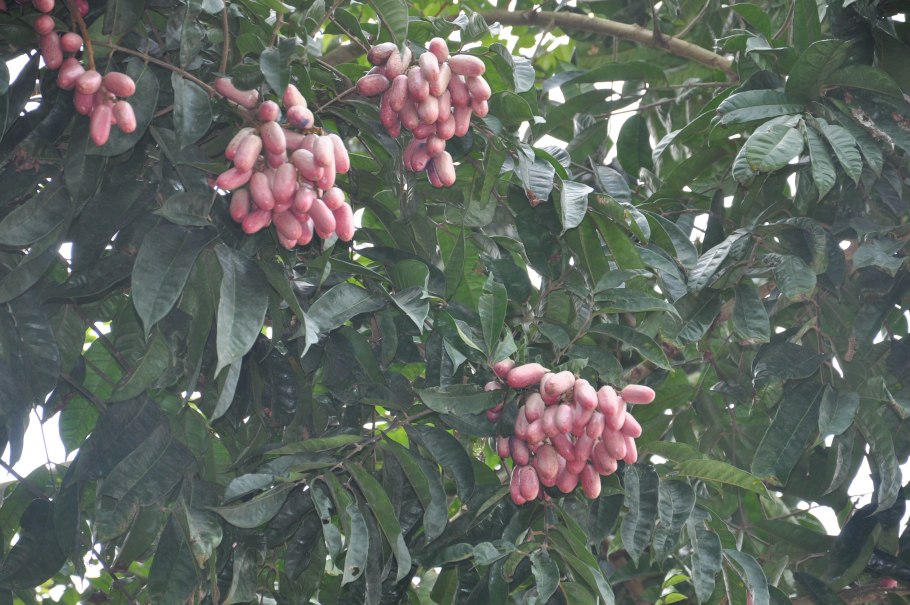 Жаботикаба дерево с плодами