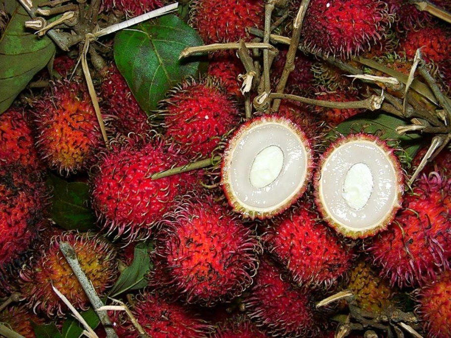 Орех кешью дерево