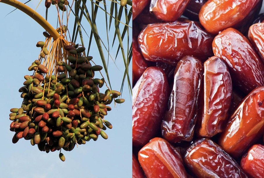 Кофейное дерево в Африке