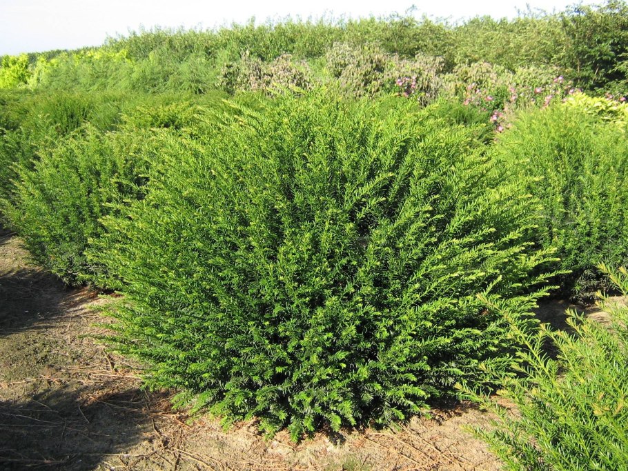 Тис средний (сорт 'Hicksii')