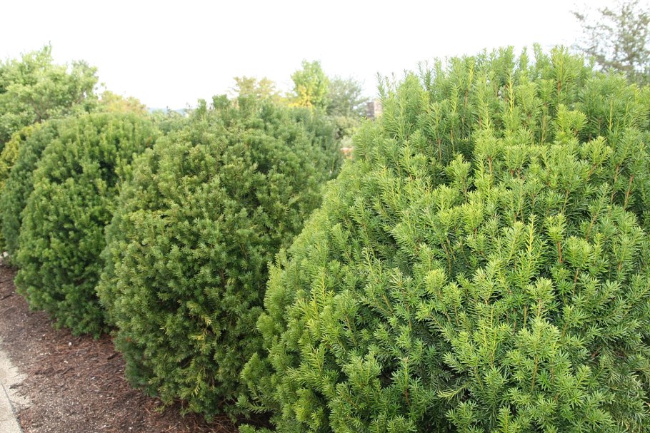 Тисс // средний Taxus x Media Hicksii