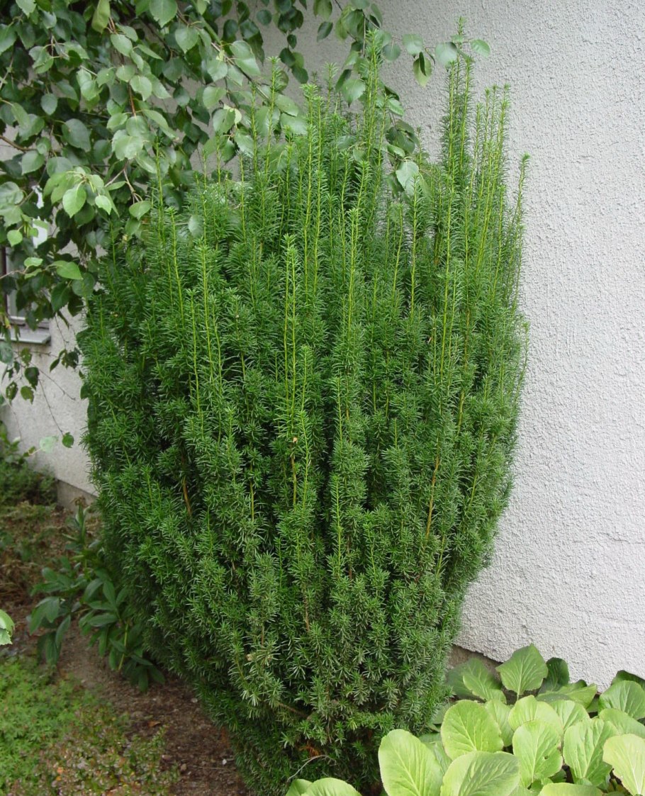 Тис Hicksii