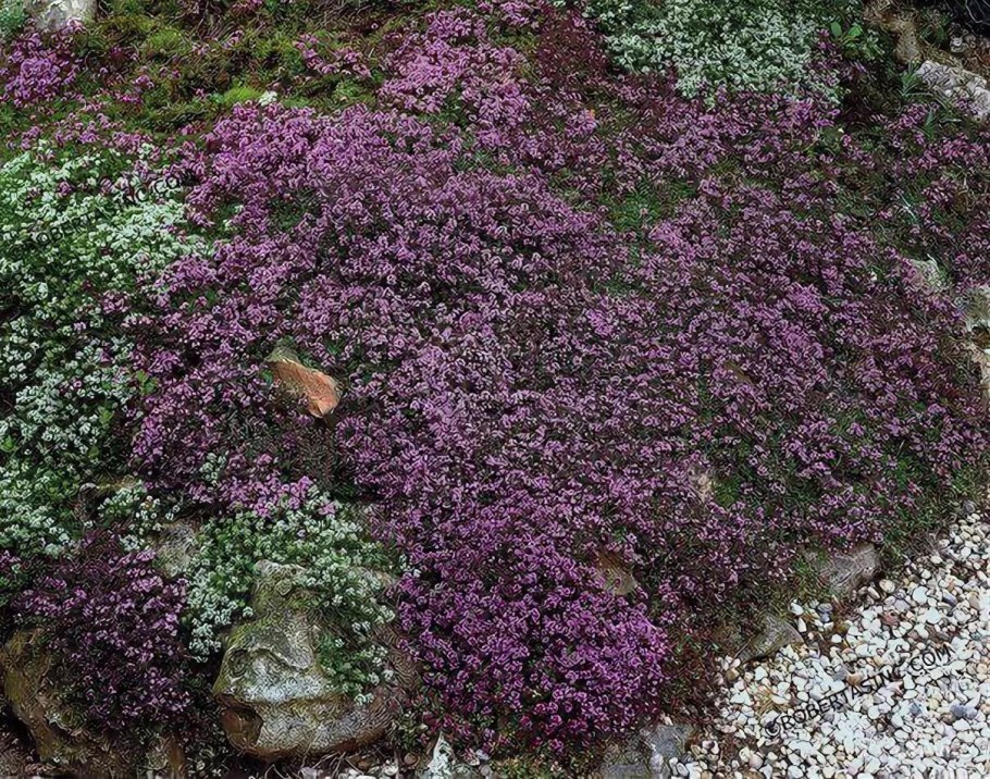 Тимьян ползучий (Thymus serpyllum 'Magic Carpet')
