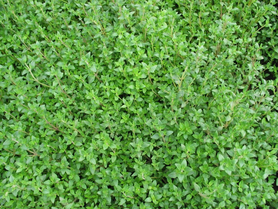 Тимьян французский