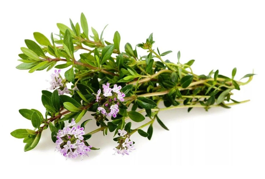 Почвопокровные тимьян ползучий