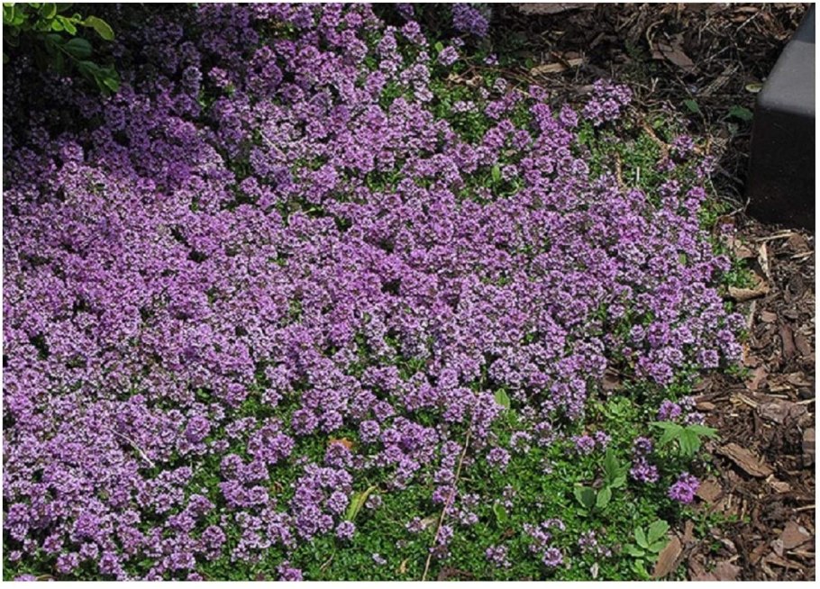 Тимьян Пигмей