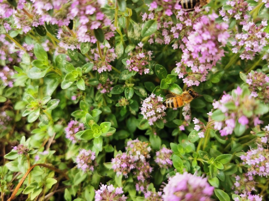 Тимьян семена