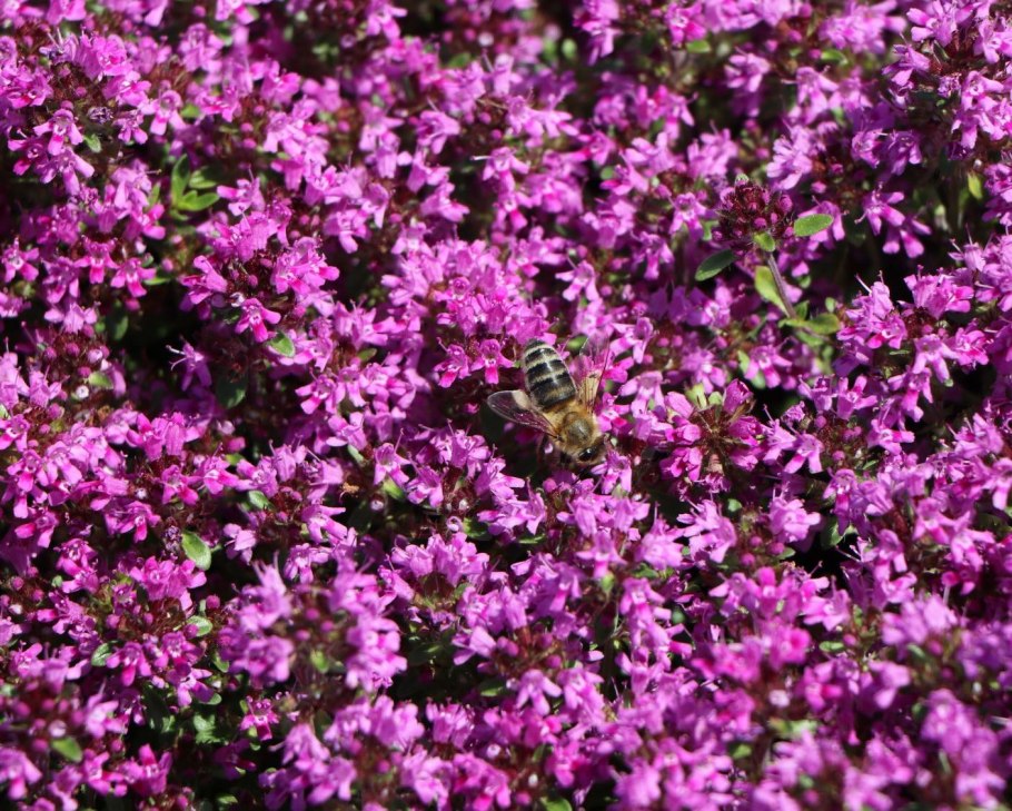 Тимьян шиловидный