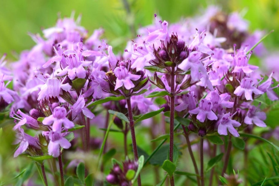 Тимьян ползучий coccineus