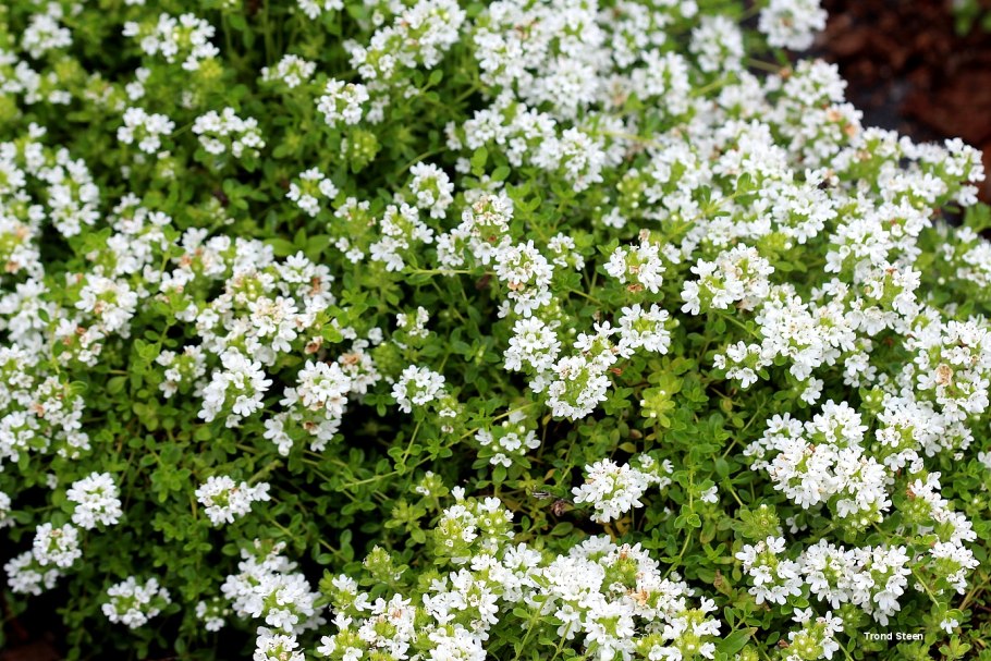 Тимьян почвопокровный