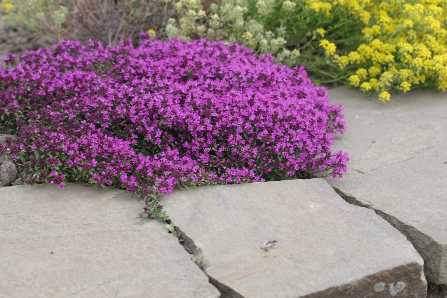 Тимьян ползучий (Thymus serpyllum 'Magic Carpet')