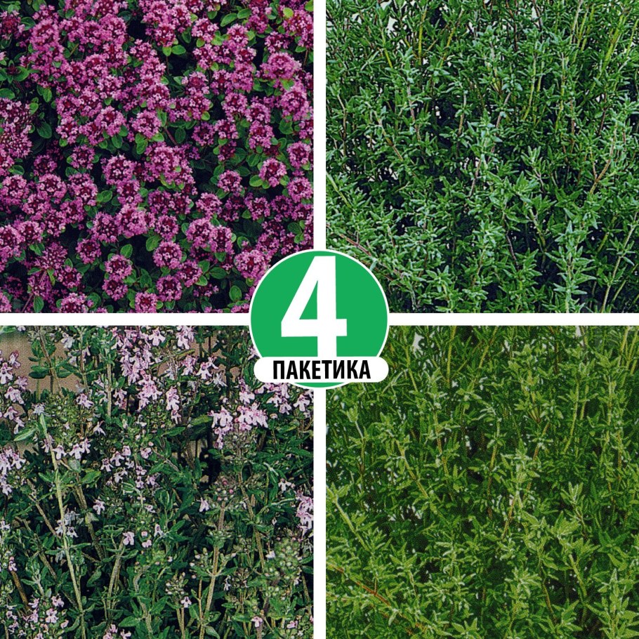 Тимьян ползучий (чабрец) Медок Гавриш