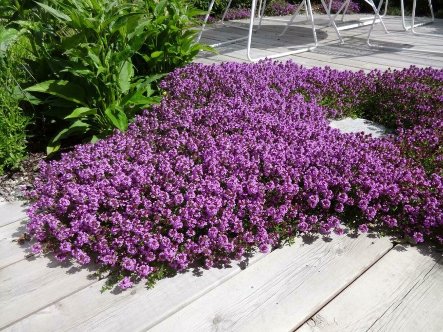 Тимьян ранний coccineus