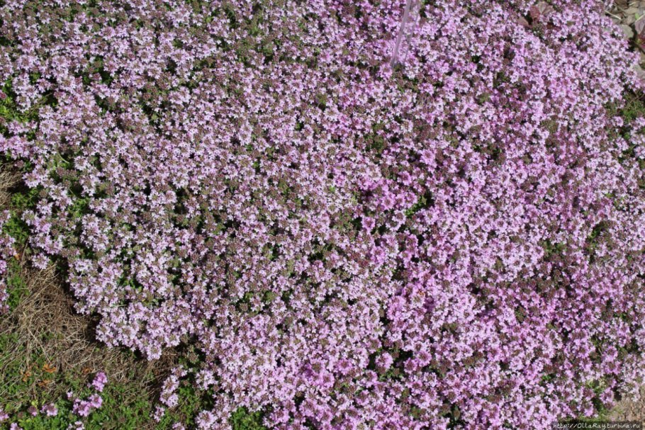 Тимьян ползучий Purple