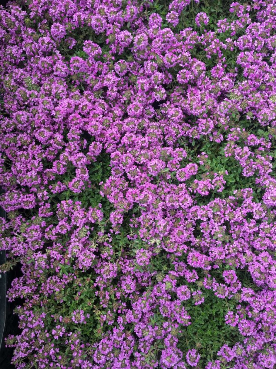 Тимьян ползучий (Thýmus serpýllum)