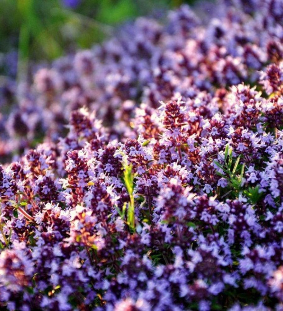 Душица обыкновенная Диаболо