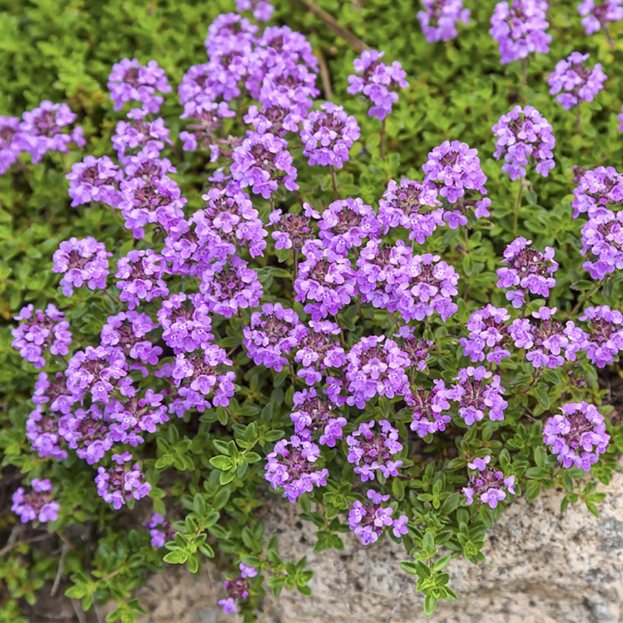 Почвопокровные многолетники чабрец