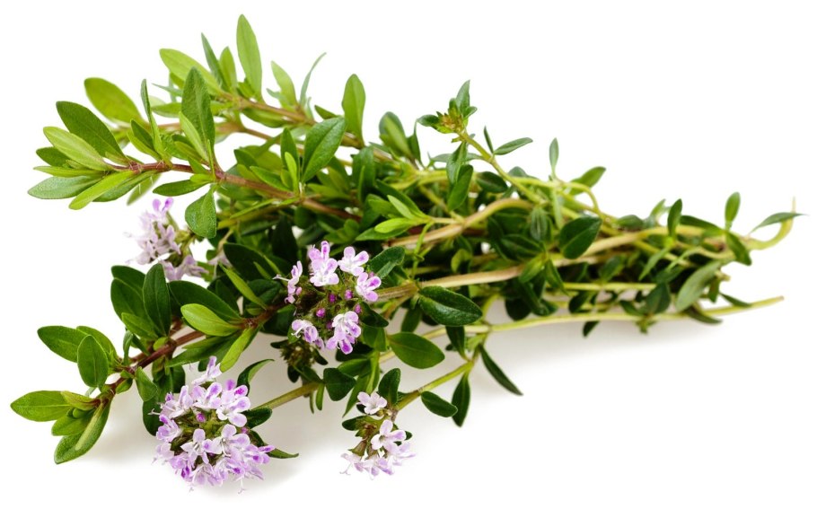 Тимьян ползучий (Thymus serpyllum)