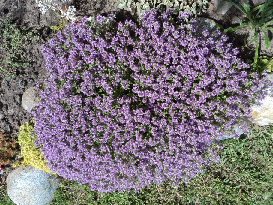 Чабрец китлап