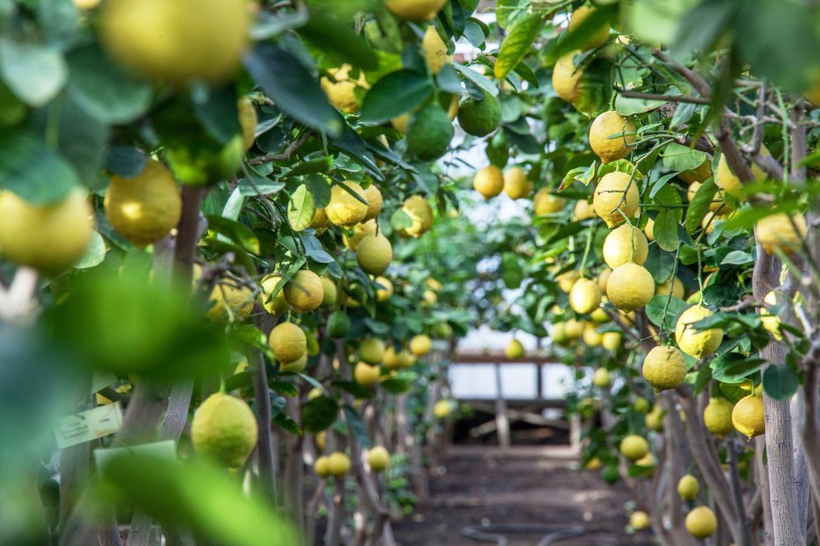 Лимонарий Уфа